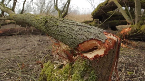 Fallen_tree Stock Footage 49158114