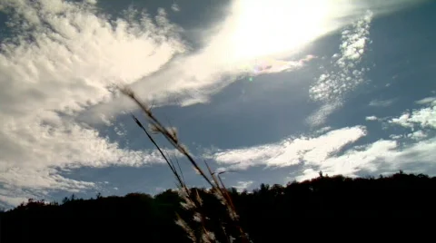 FallGrassInWind 0011DD 스톡 동영상 543475