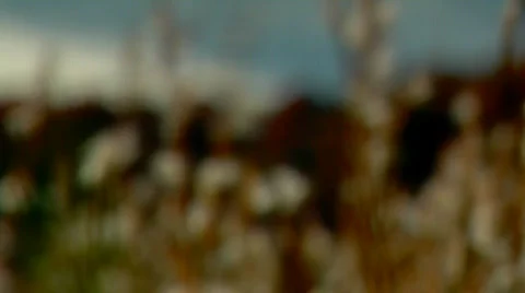 FallGrassInWind 0016N5 스톡 동영상 543445