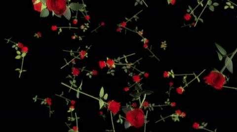 Falling 3D Roses 01 Stock Footage 46517907