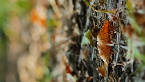 Falling acorns close-up in slow motion in the forest vertical Stock Footage 256992411
