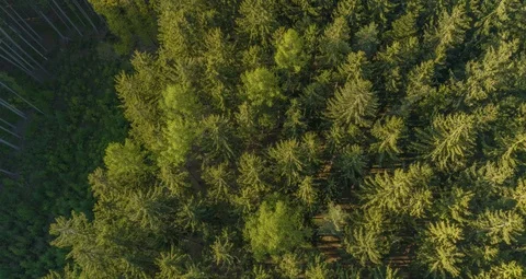 Falling aerial shot over the forest 스톡 동영상 111568254