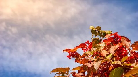 Falling air pressure increases cloud cover while viburnum berries signal coming Stock Photos