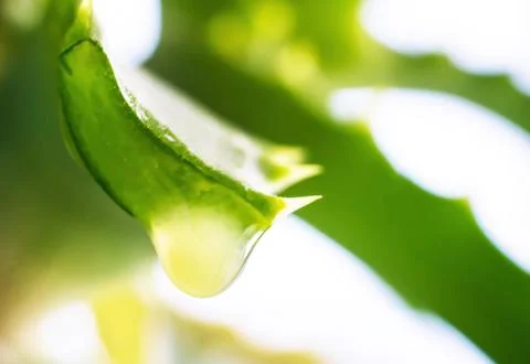 Falling aloe vera extract Stock Photos