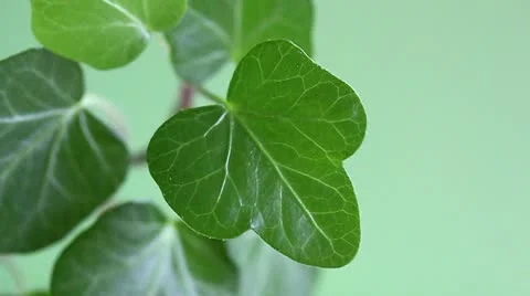 Falling and dripping water drop on  green leaf Stock Footage 21894798