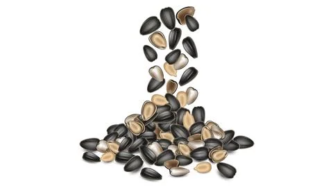 Falling and scattered black sunflower seeds on white background, close-up Stock Illustration