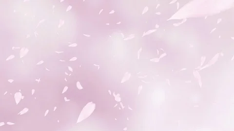 Falling and swirling pink rose petals or cherry tree blossoms. Slow motion. Stock Footage