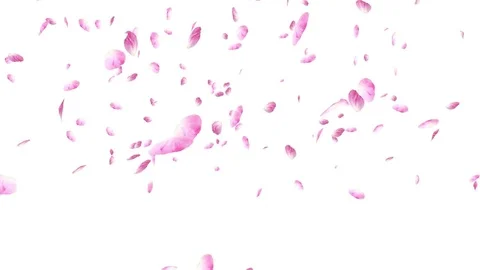 Falling pink rose petals. Valentine slow, Stock Video