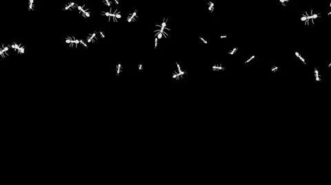 Falling ants with alpha Stock Footage 38495119