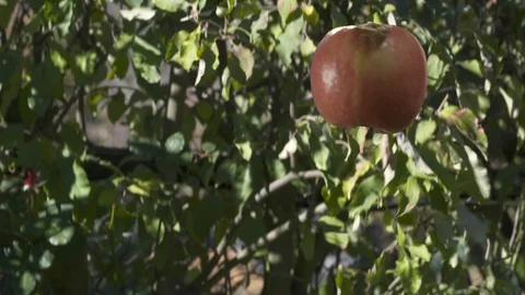Falling Apple Stock Footage 116420105