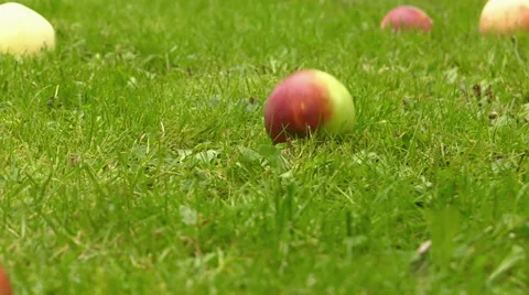 Falling apple, slow motion Video stock 67790809