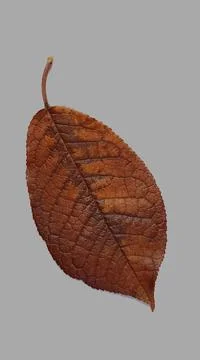 A falling apple tree leaf isolated on a white background. Isolated apple leaf Stock Photos