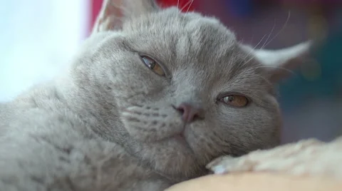 Falling asleep cat disturbed Video stock 45588445