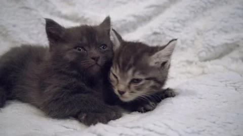 Falling asleep kittens Stock Footage 191567554
