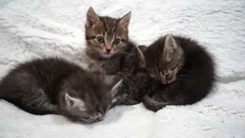 Falling asleep kittens Stock Footage 197142234