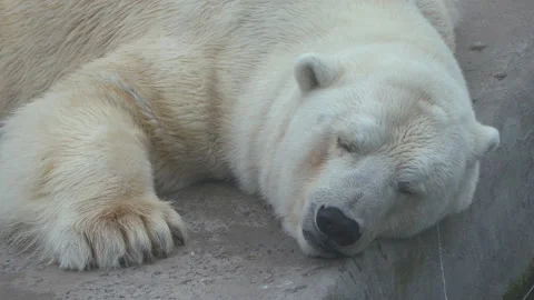 Falling asleep polar bear Stock Footage 105076011