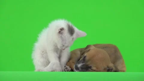 Falling asleep White Cat and brown puppy on a green screen. Stock Footage 139037787
