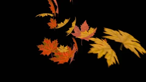 Falling autumn foliage on a black background HD Stock Footage 136121297