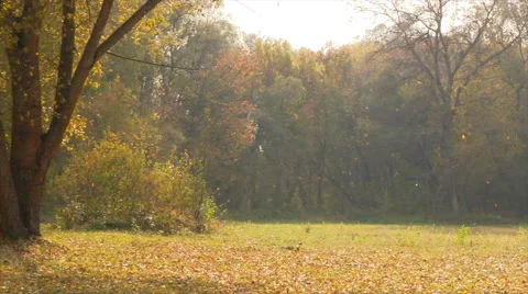 Falling off autumn foliage. Stock Footage 44912127
