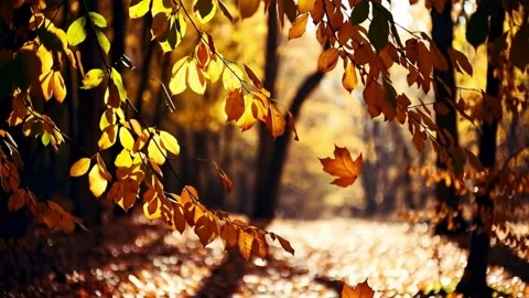 Falling autumn leaf in bright forest on sunny day with bokeh effect cinemat.. Stock-Footage 321948130