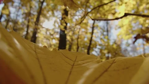 Falling autumn leaf Stock Footage 162768252