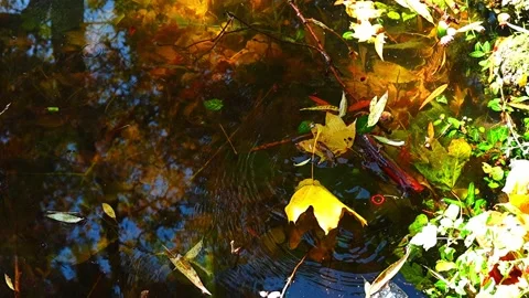 Falling autumn leaf in water slow motion 動画素材 320401158