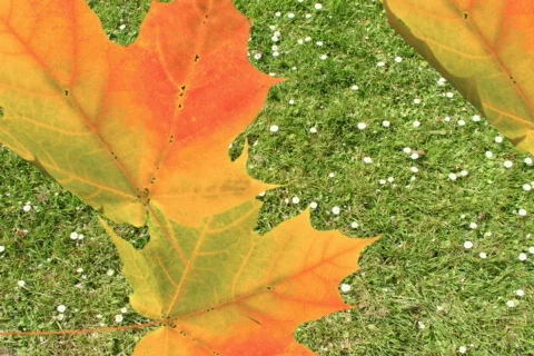 Falling autumn leafs - digital animation Stock Footage 90067