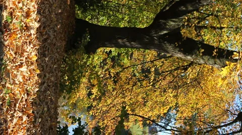 Falling autumn leafs Stock Footage