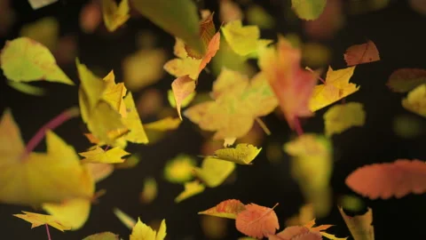 Falling autumn leafs loopable background in 4k Stock Footage 114270441