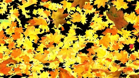 Falling autumn leafs transition 01 Stock Footage