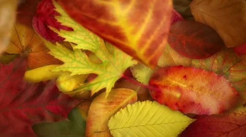 Falling Autumn Leafs - video background loop Видео 8923852