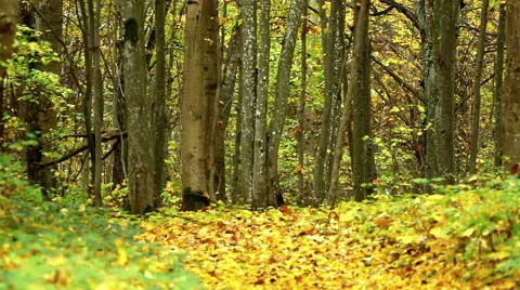 Falling autumn leaves backgrounds Stock Footage 43016509