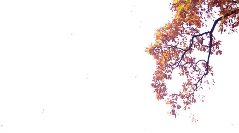 Falling autumn leaves backgrounds Stock Footage 43043587