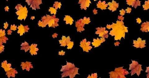 Falling Autumn leaves on black backgroun... | Stock Video | Pond5