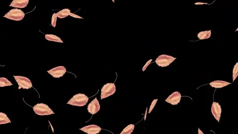 Falling Autumn Leaves on Black background stock video 動画素材 344675134