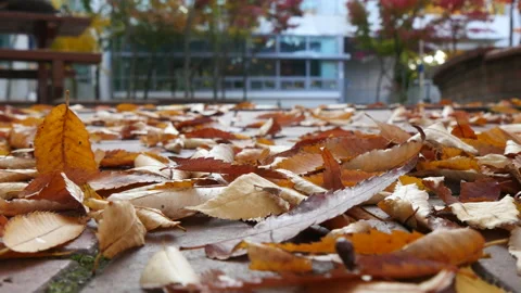 Falling autumn leaves on the block in school bench 库存影片 162637449