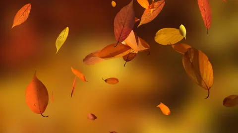 Falling autumn leaves - close up Stock Footage 53238409