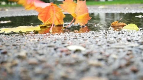 The falling autumn leaves of different colors partly  laying under water. Stock Footage 80888493