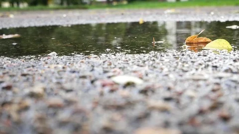 The falling autumn leaves of different colors partly  laying under water. Stock Footage 80888508