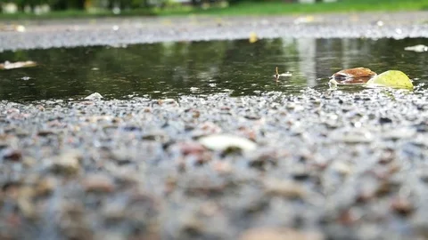 The falling autumn leaves of different colors partly  laying under water. Stock Footage 80888510