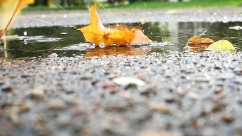 The falling autumn leaves of different colors partly  laying under water. Stock Footage 80888512