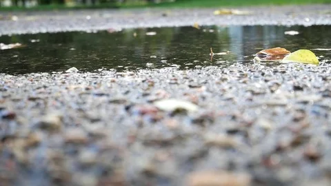 The falling autumn leaves of different colors partly  laying under water. Stock Footage 80888514