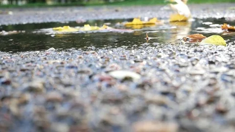 The falling autumn leaves of different colors partly  laying under water. Stock Footage 80888515