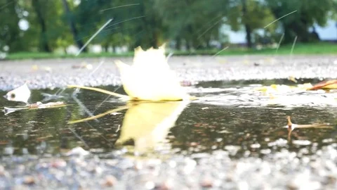 The falling autumn leaves of different colors partly  laying under water. Stock Footage 80888517
