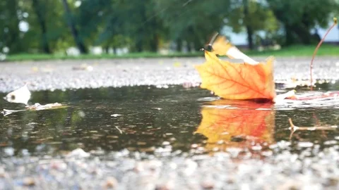 The falling autumn leaves of different colors partly  laying under water. Stock Footage 80888522