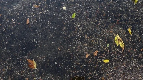 The falling autumn leaves of different colors partly  laying under water. Stock Footage 80888532
