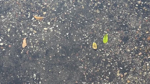 The falling autumn leaves of different colors partly  laying under water. Stock Footage 80888533