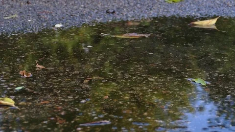 The falling autumn leaves of different colors partly  laying under water. Stock Footage 80888536