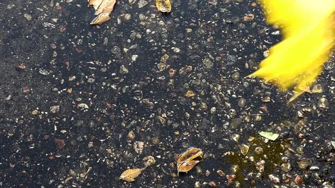 The falling autumn leaves of different colors partly  laying under water. Stock Footage 80888590