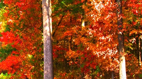Falling Autumn Leaves Video stock 904743
